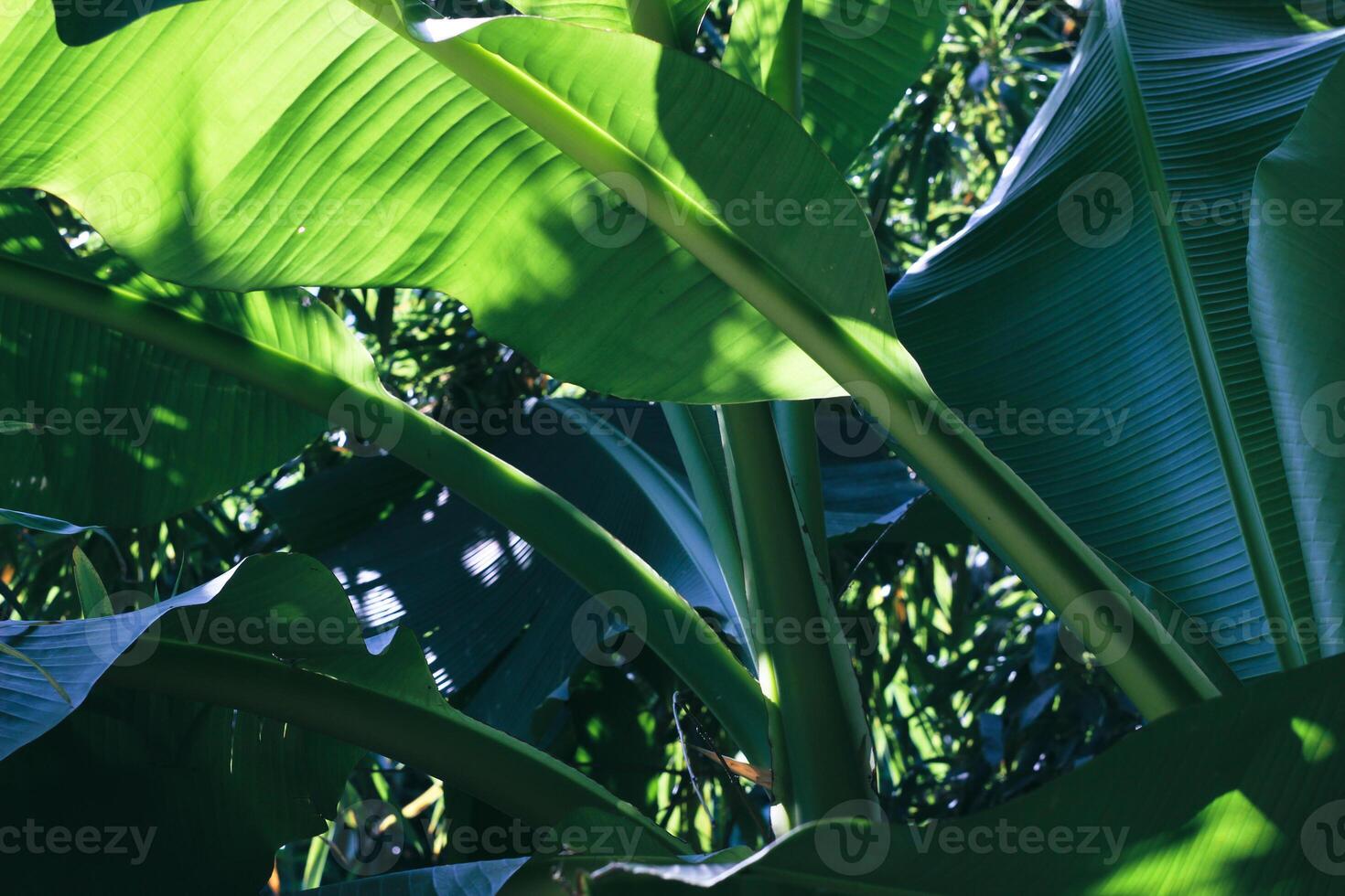 Banana palm tree leaves. Rainforest leaves. Tropical nature background. High quality photo