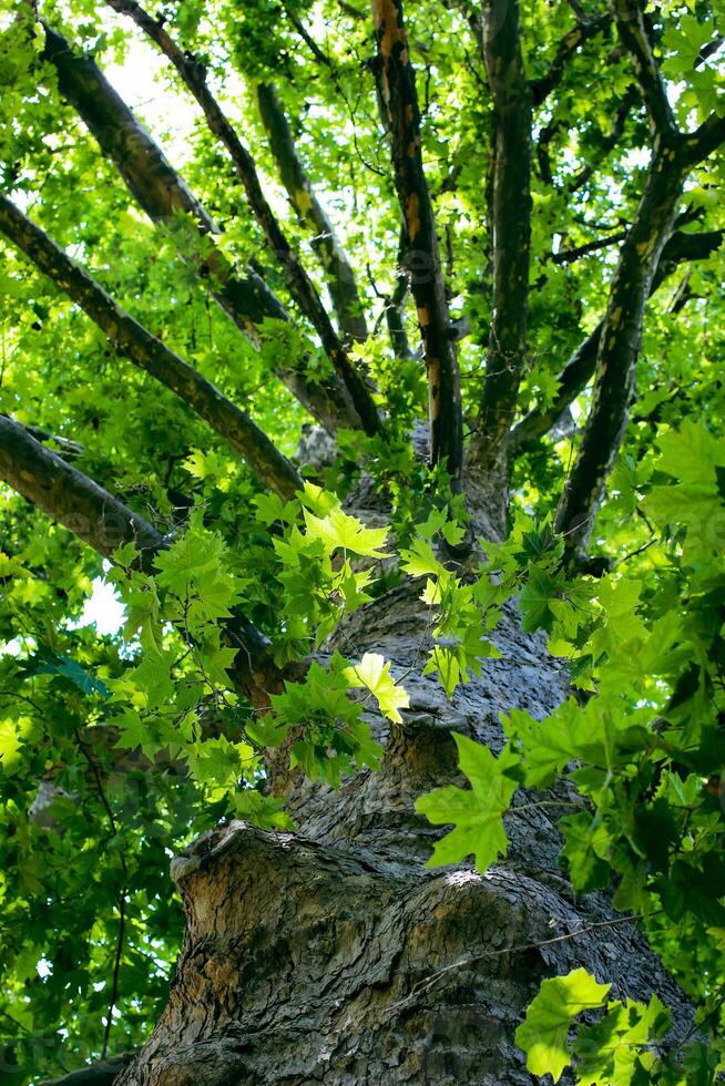 Looking up to an old tree and sunbeams through lush leaves. Summer chill background with old tree trunk and sun flare close up. High quality photo