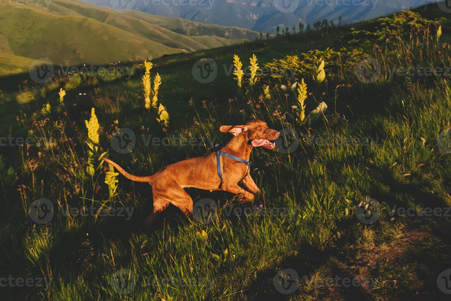 Vizsla Dog Running Uphill With Flapping Ears photo