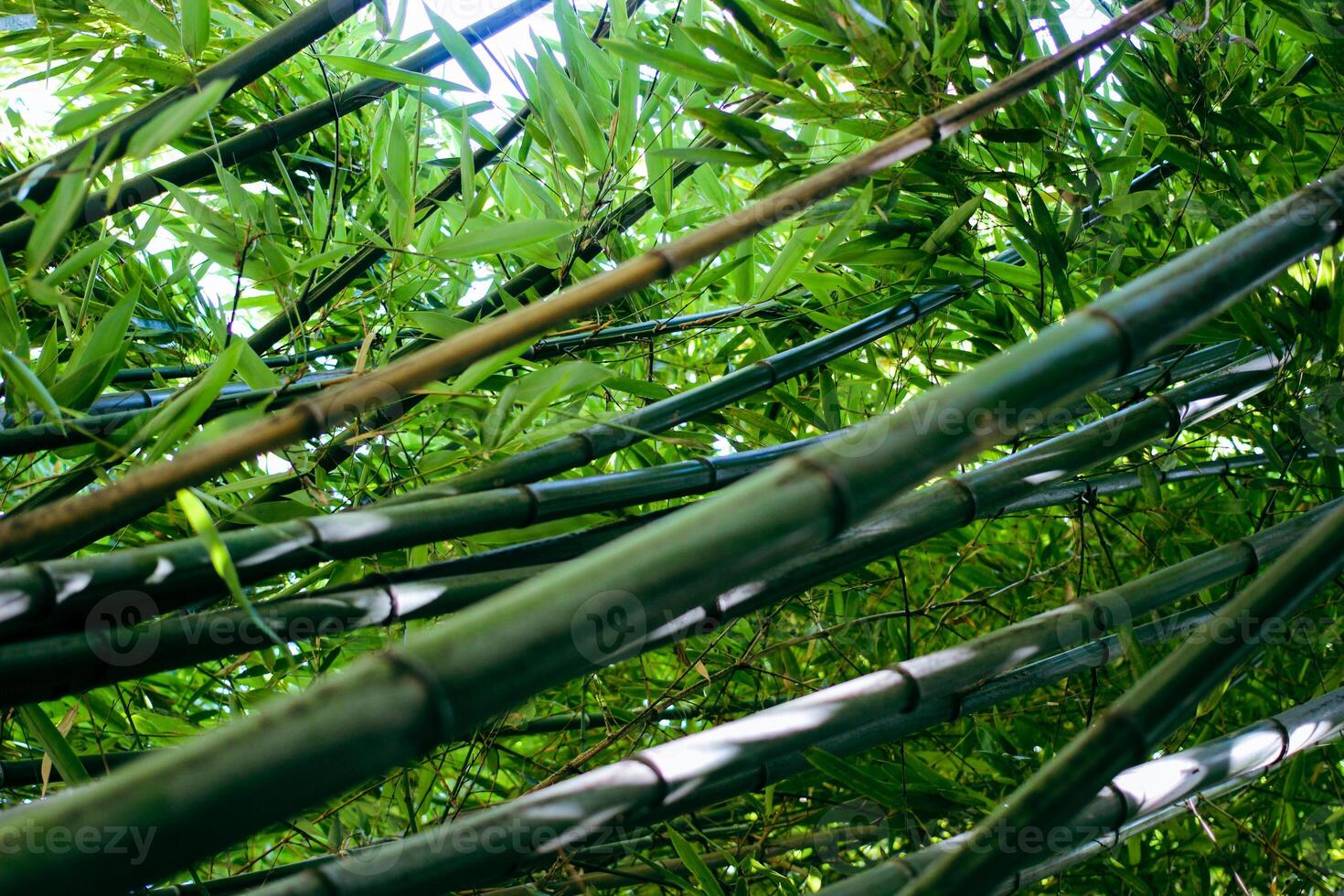 Bamboo trees in a botanical garden. Oriental zen forest background. High quality photo