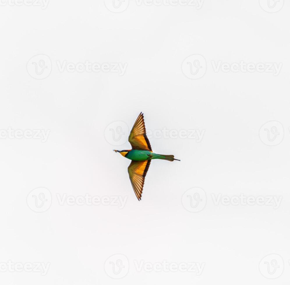 European bee-eater bird, Merops Apiaster, flight open wings, Geneva, Switzerland photo