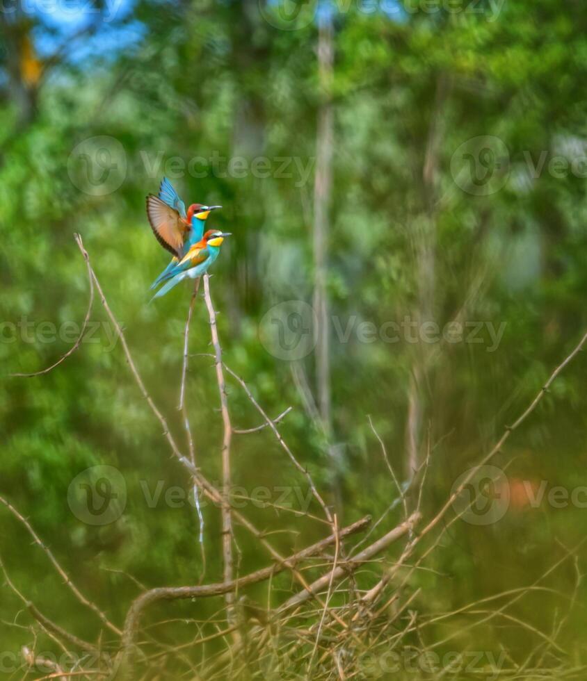 European bee-eater birds, Merops Apiaster, couple on a branch, Geneva, Switzerland photo