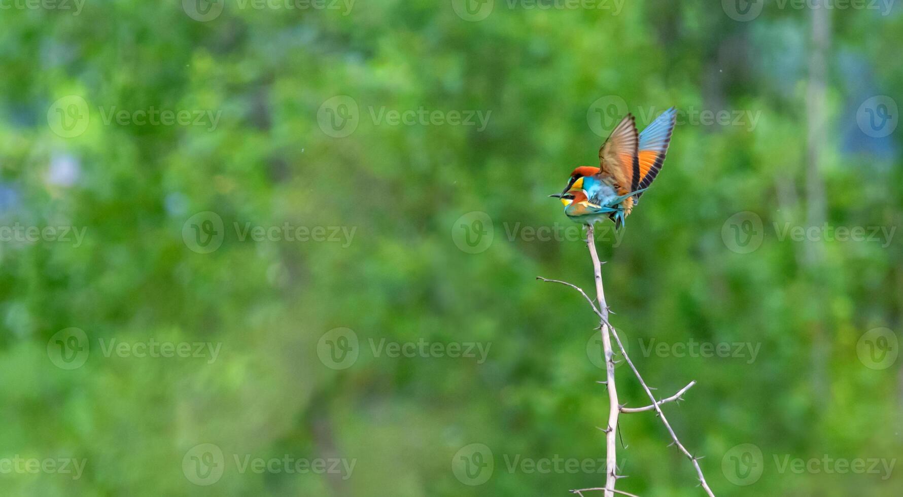 European bee-eater bird, Merops Apiaster, flying and standing on a branch, Geneva, Switzerland photo
