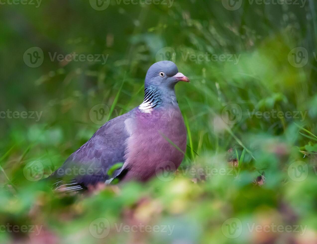 Rock dove, rock pigeon, or common pigeon, Columba livia, in the grass photo