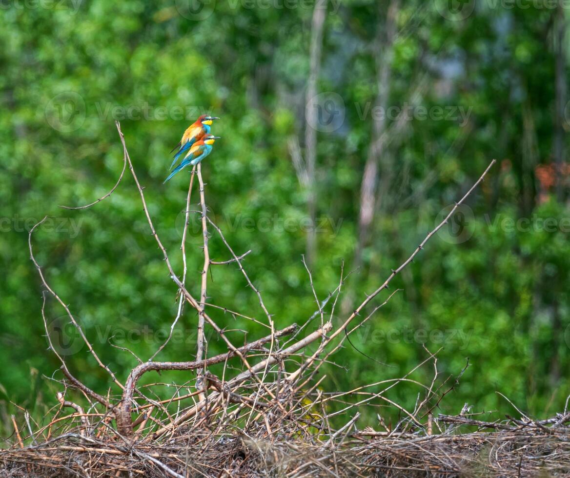 European bee-eater birds, Merops Apiaster, couple on a branch, Geneva, Switzerland photo