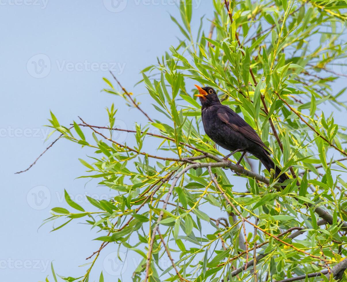 Common blackbird, Turdus merula, bird singing, Switzerland photo