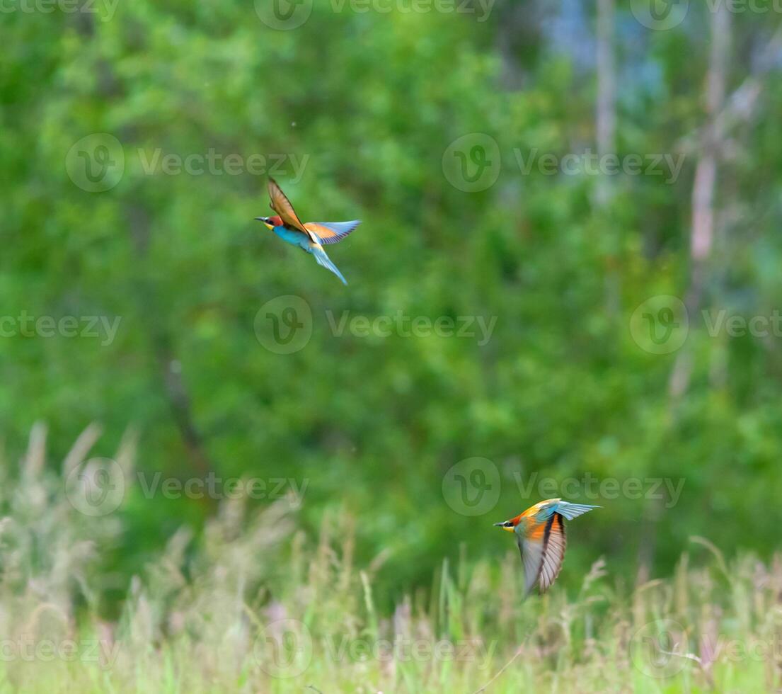 Two european bee-eater birds, Merops Apiaster, flying on a branch, Geneva, Switzerland photo