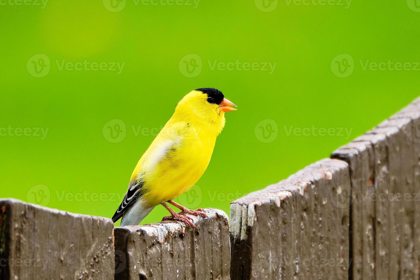 American goldfinch perched on a brown fence photo