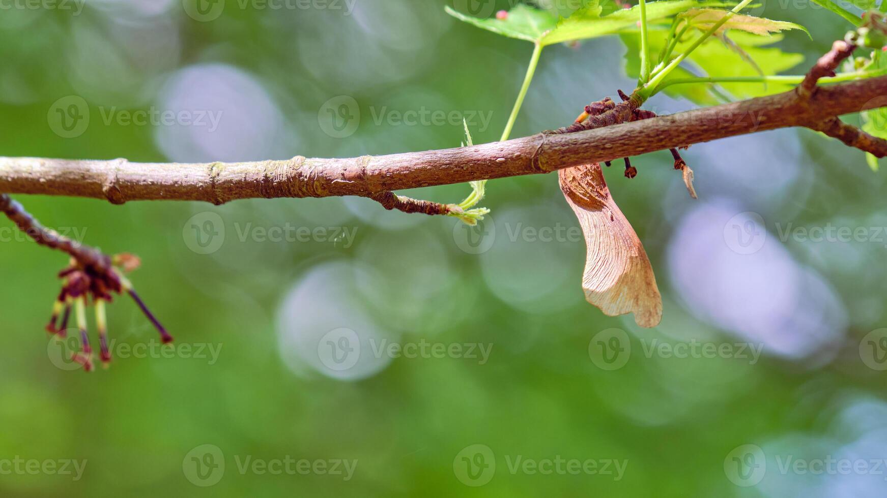 Maple seedling hanging by a branch in spring with a bokeh background photo