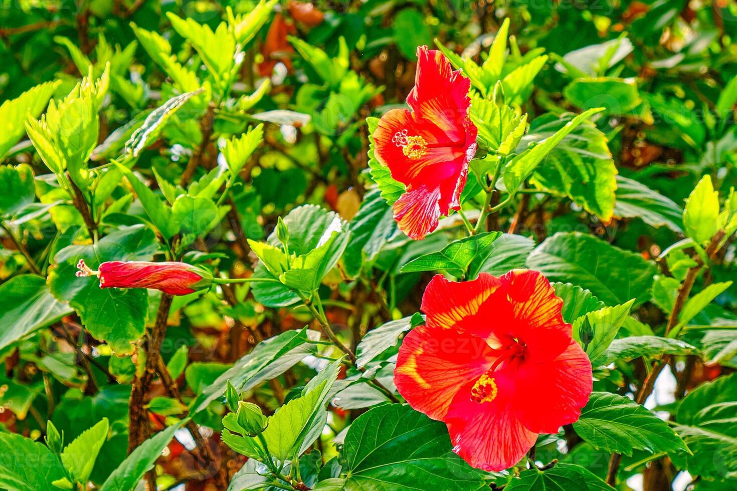 Chinese Hibiscus flowers in the morning springtime sunlight at dawn photo