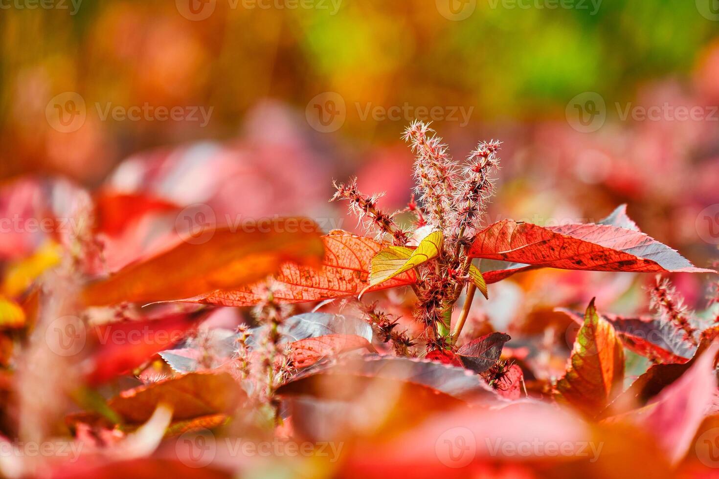 Red copperleaf plant with focus on an isolated branch sticking out above photo