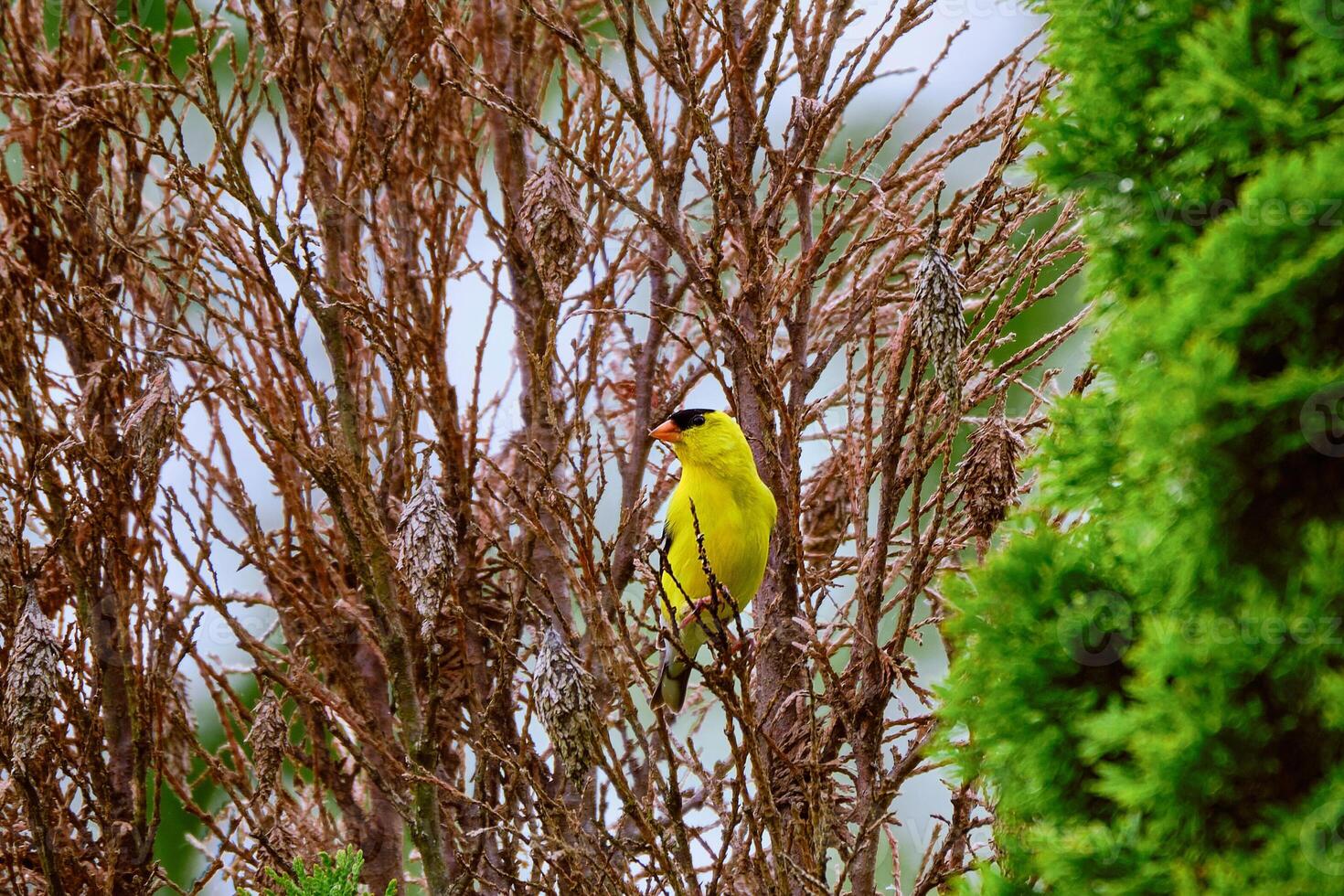American goldfinch perched among the bare branches and bagworm bags photo