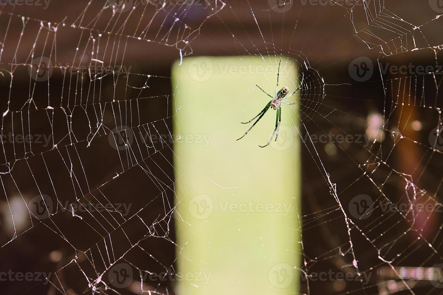 Orchard spider in the middle of it's web photo