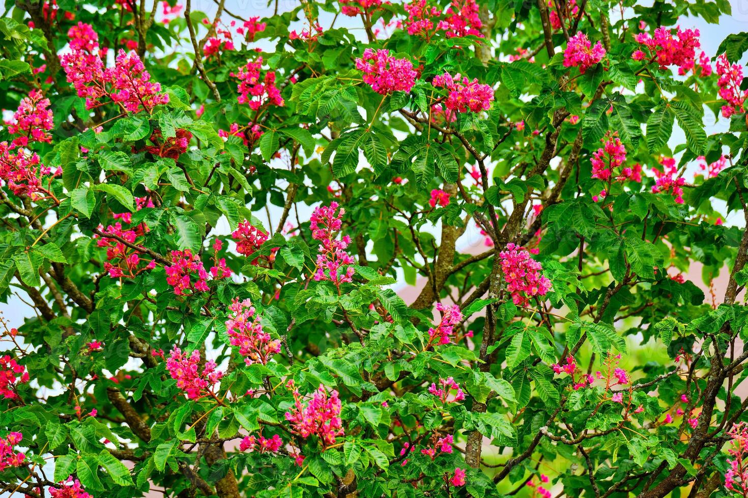 Red horse chestnut full of pink flowers photo