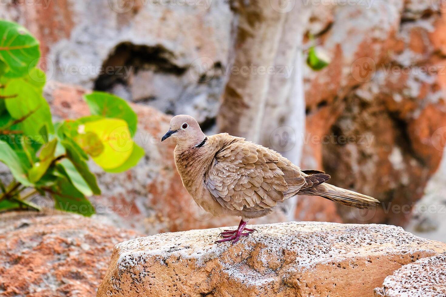 Eurasian collared dove with ruffled feathers perched on a rock photo