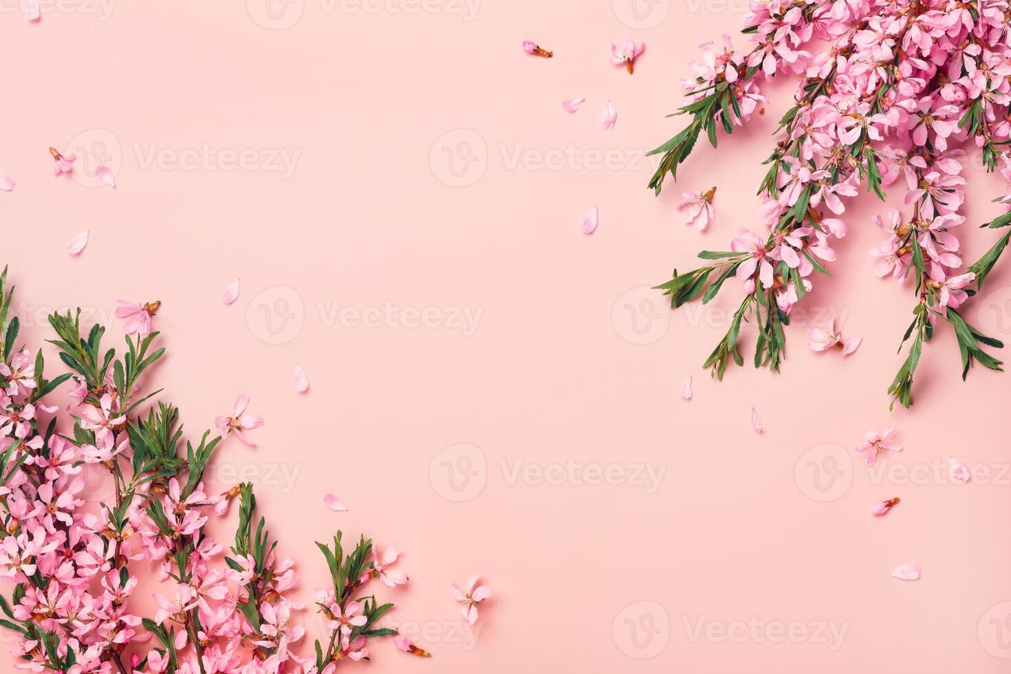 Beautiful flowering branches of almonds on a pink background. Floral festive frame photo