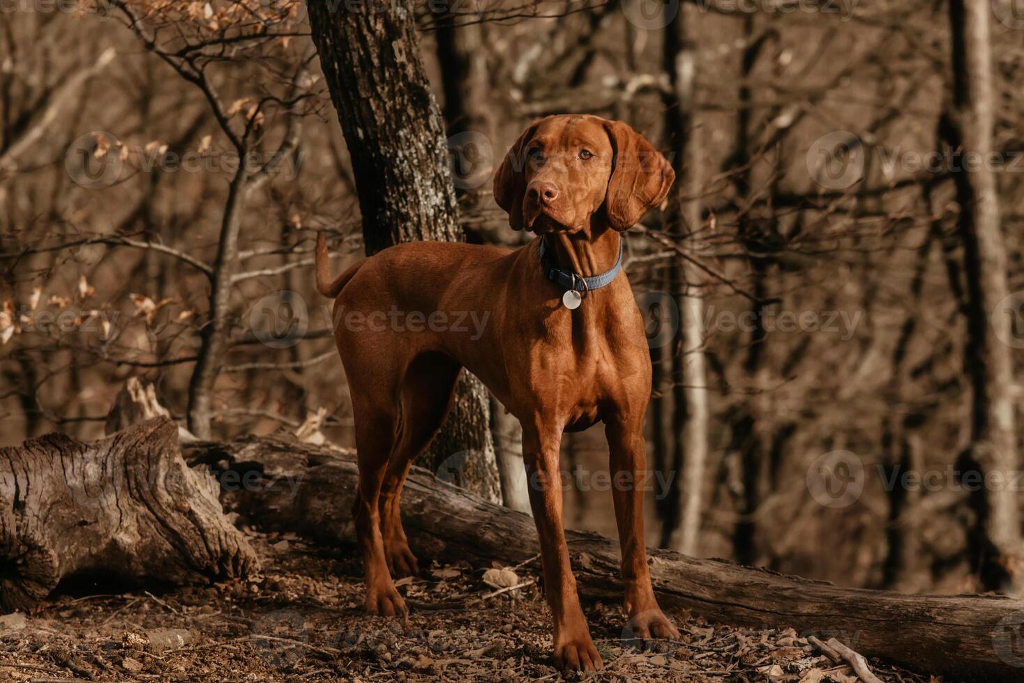 Hungarian Vizsla Pointer Dog in Forest photo