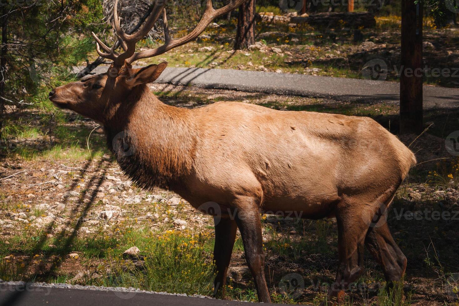 Large Elk with Impressive Antlers in Natural Setting, Light Brown Coat, Forest Background photo