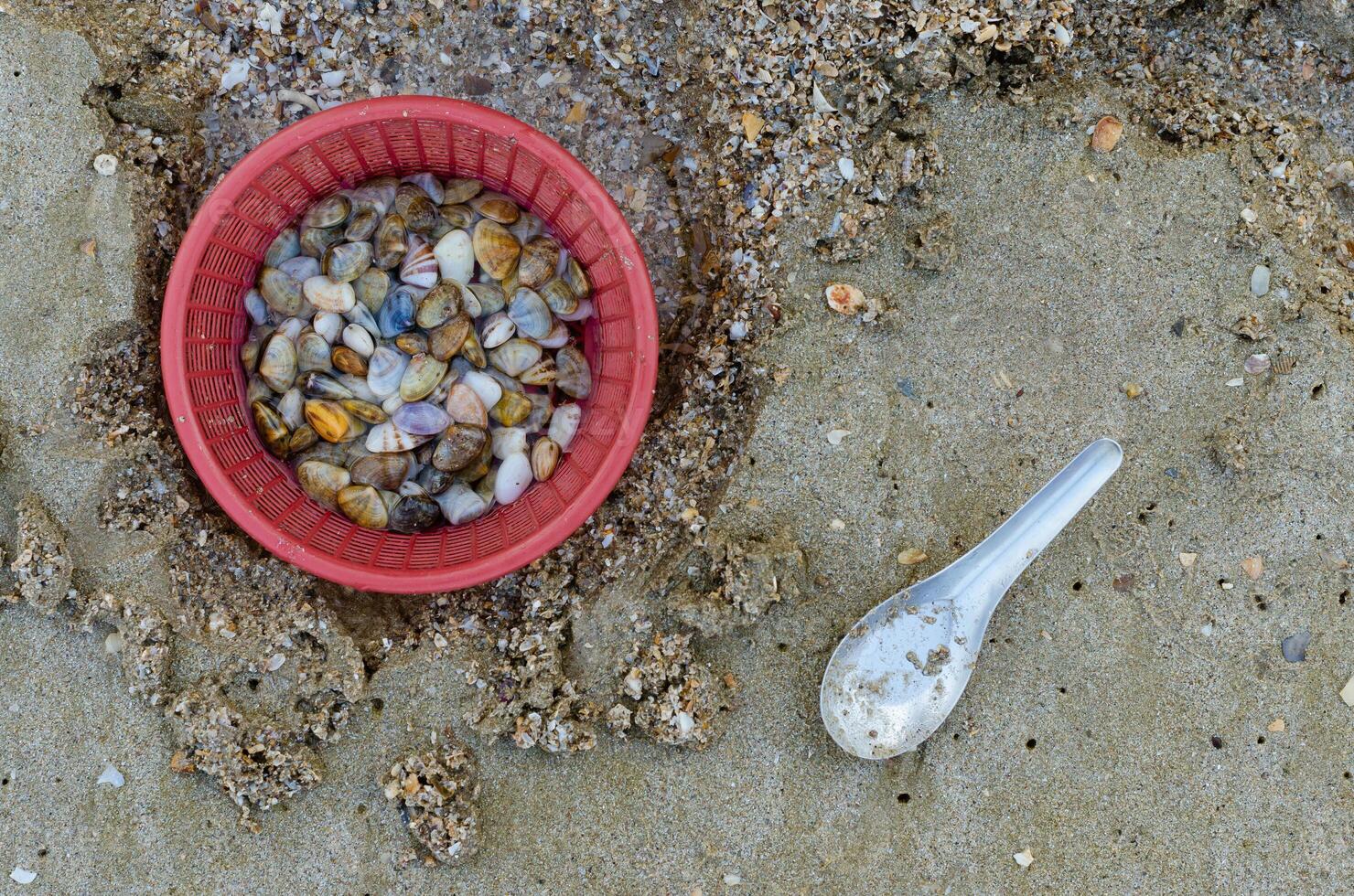 Fresh Wedge Shell from Digging in Plastic Basket for Seafood Cooking photo
