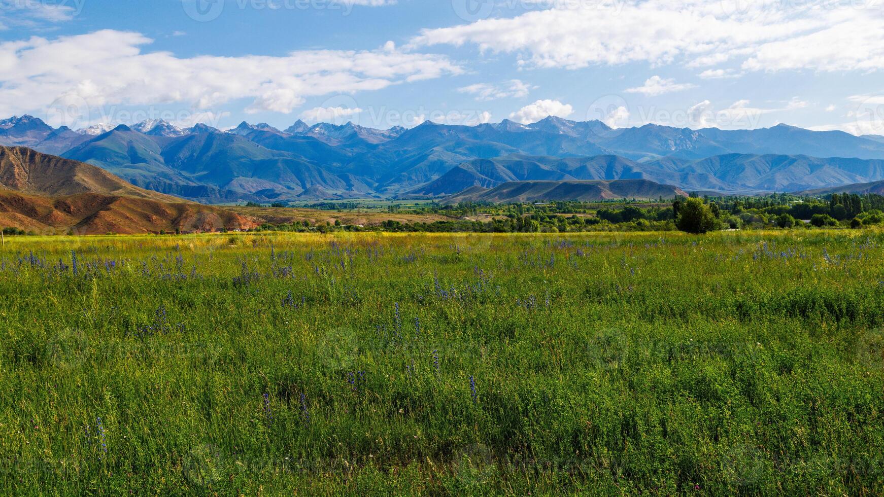 Vivid field of flowers with mountains under a cloudy sky photo