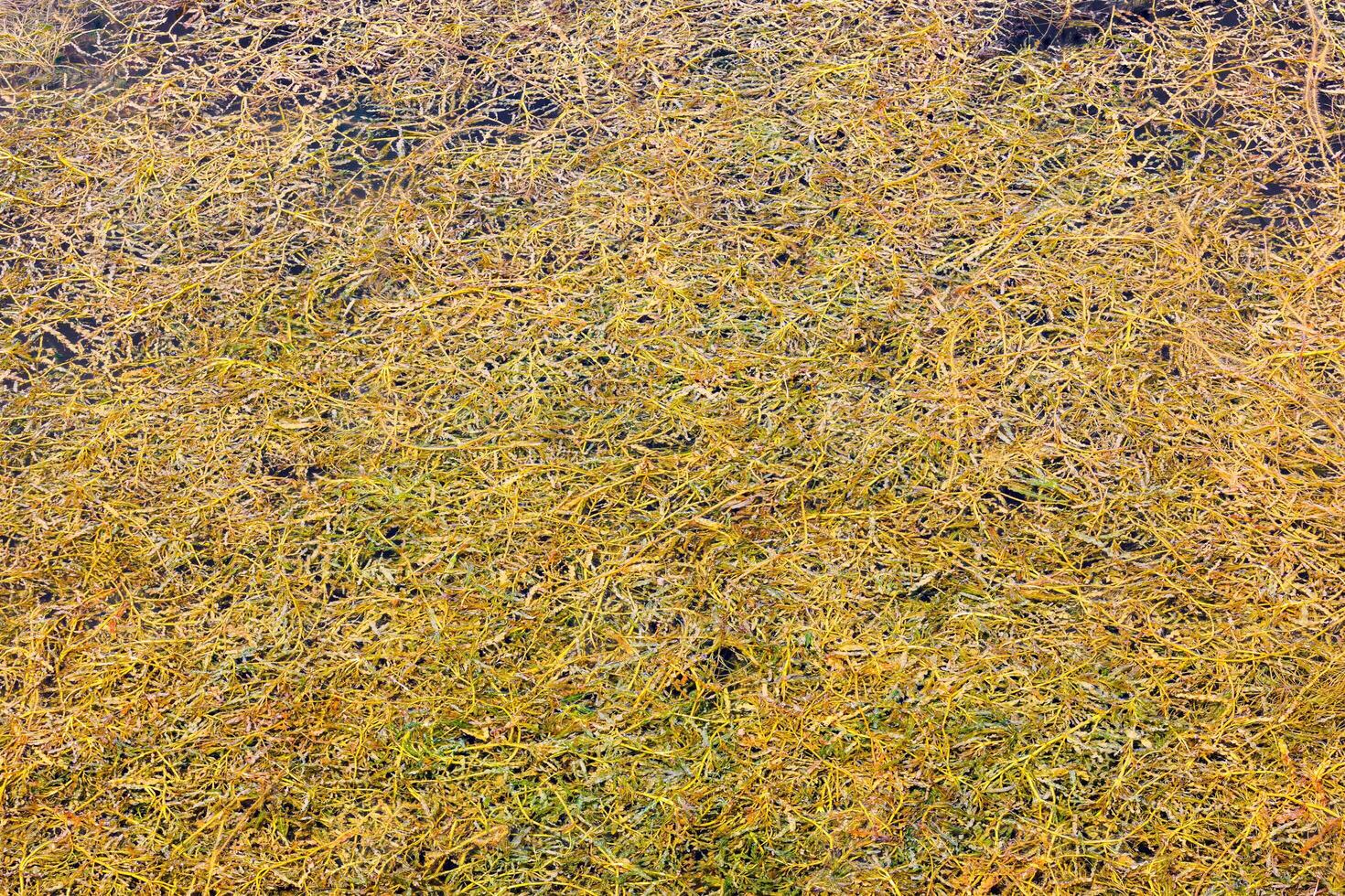 Dense floating curled pondweed potamogeton crispus on pond surface at sunny day photo
