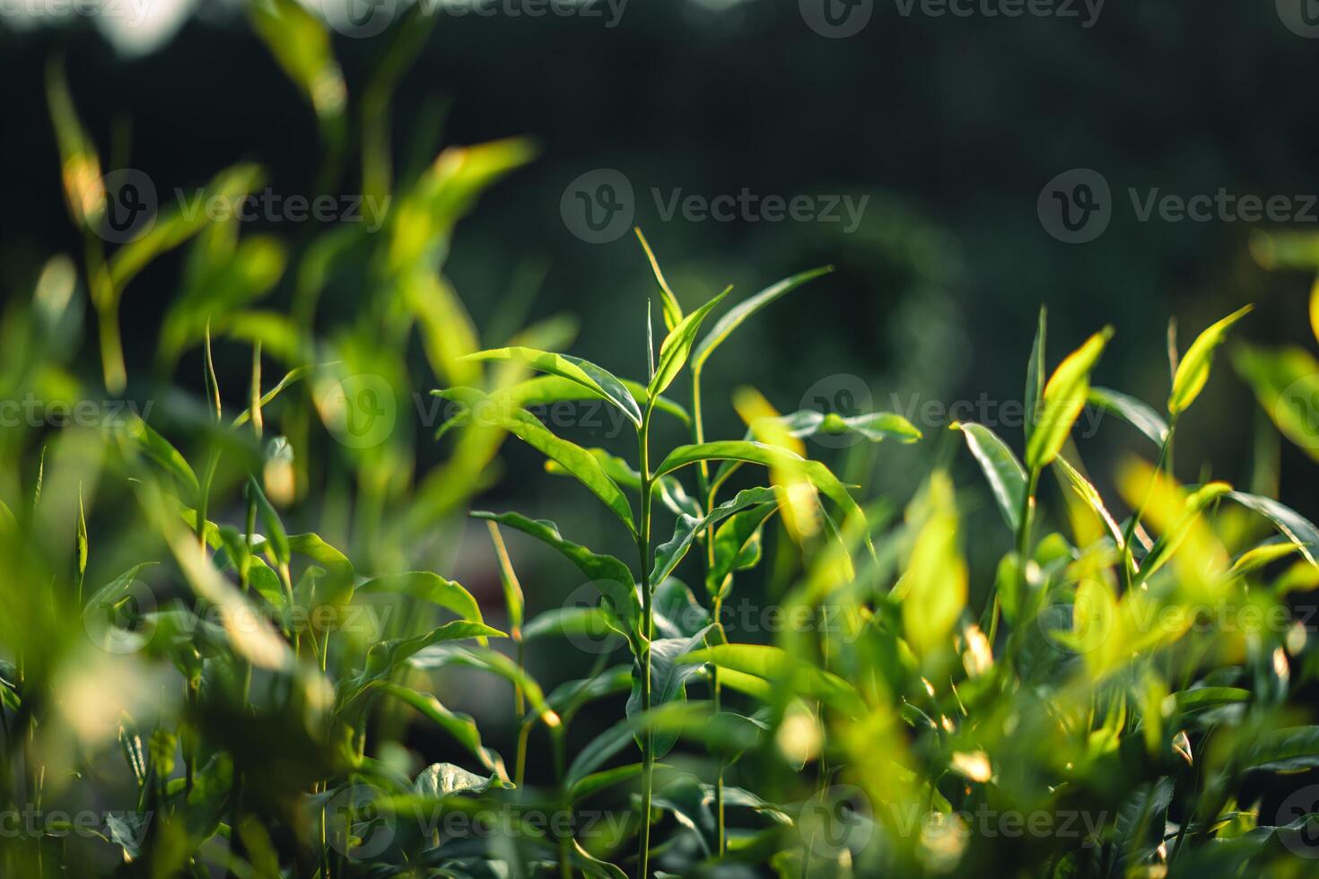 Green tea buds and leaves With natural evening light photo