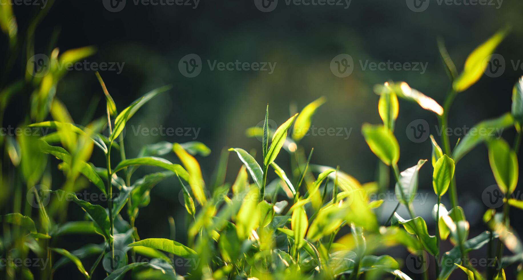 Green tea buds and leaves With natural evening light photo