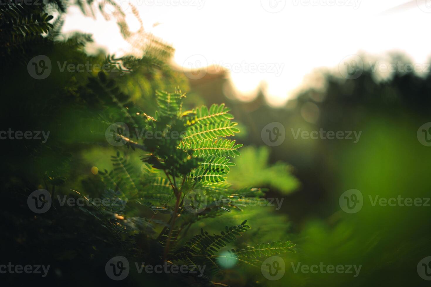 Green leaves in nature in summer,ecology wallpaper background photo