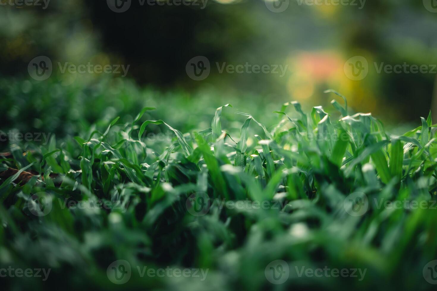 Green grass background in evening summer,Dark green grass in nature photo