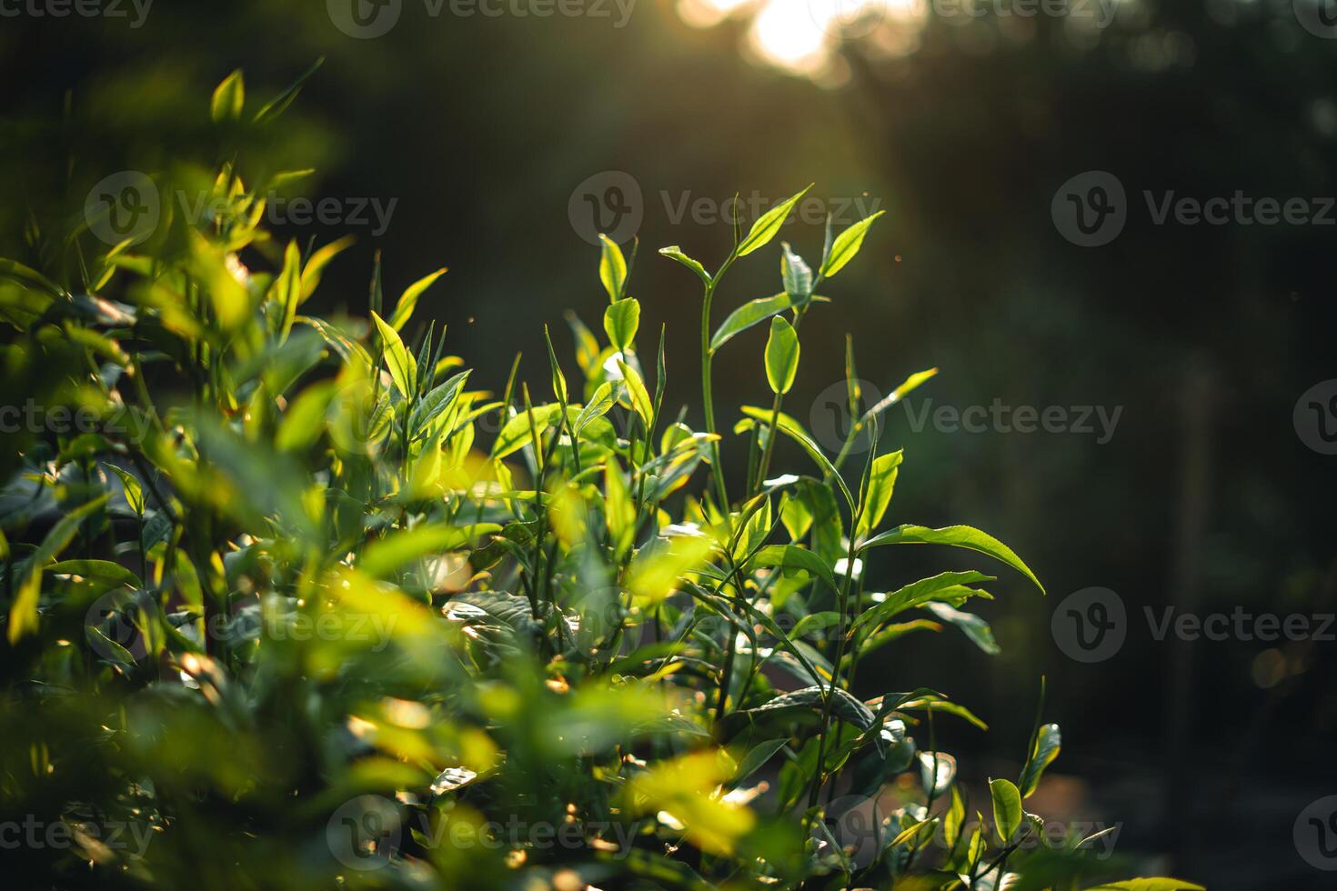 Green tea buds and leaves With natural evening light photo