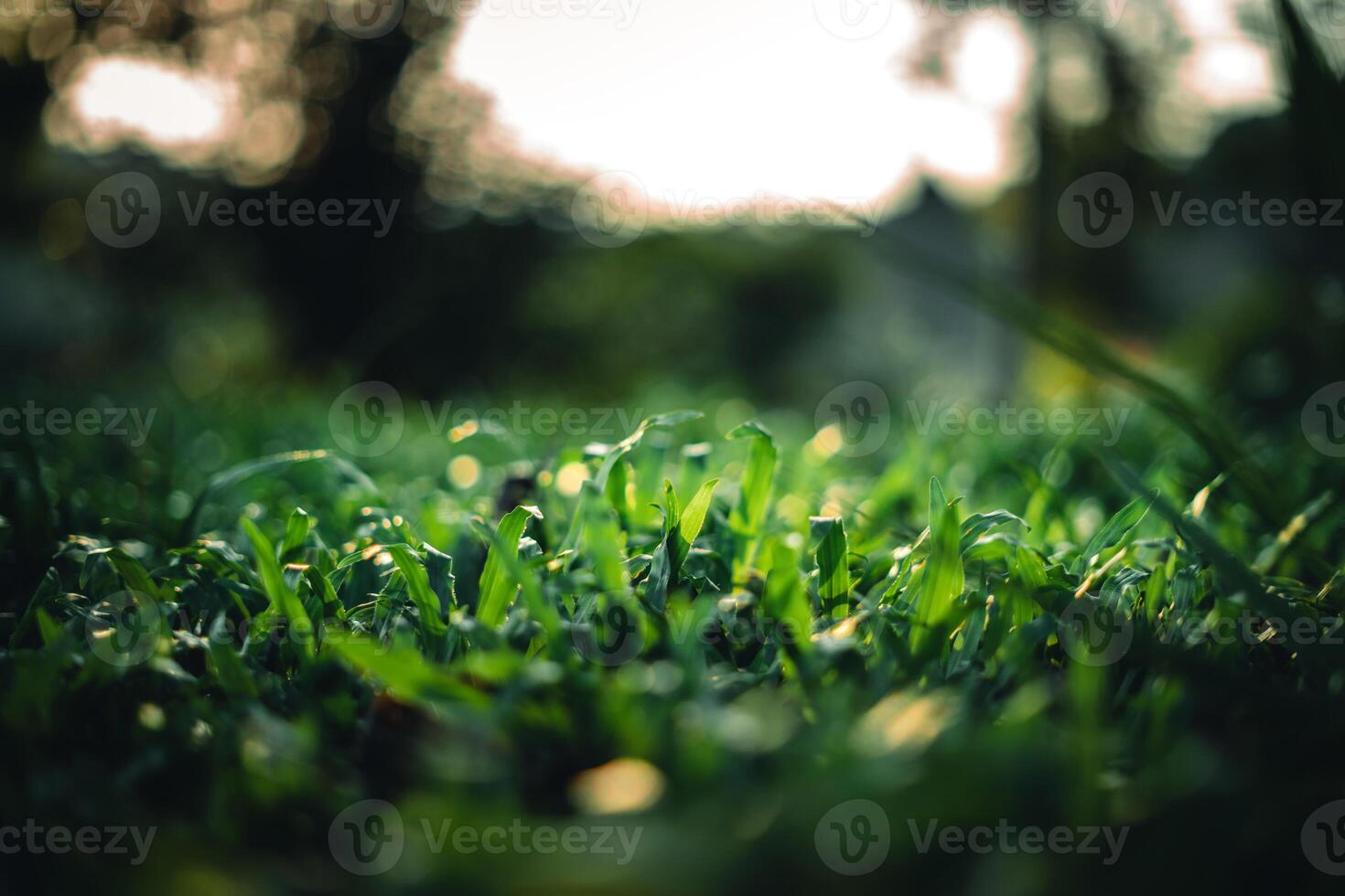 Green grass background in evening summer,Dark green grass in nature photo