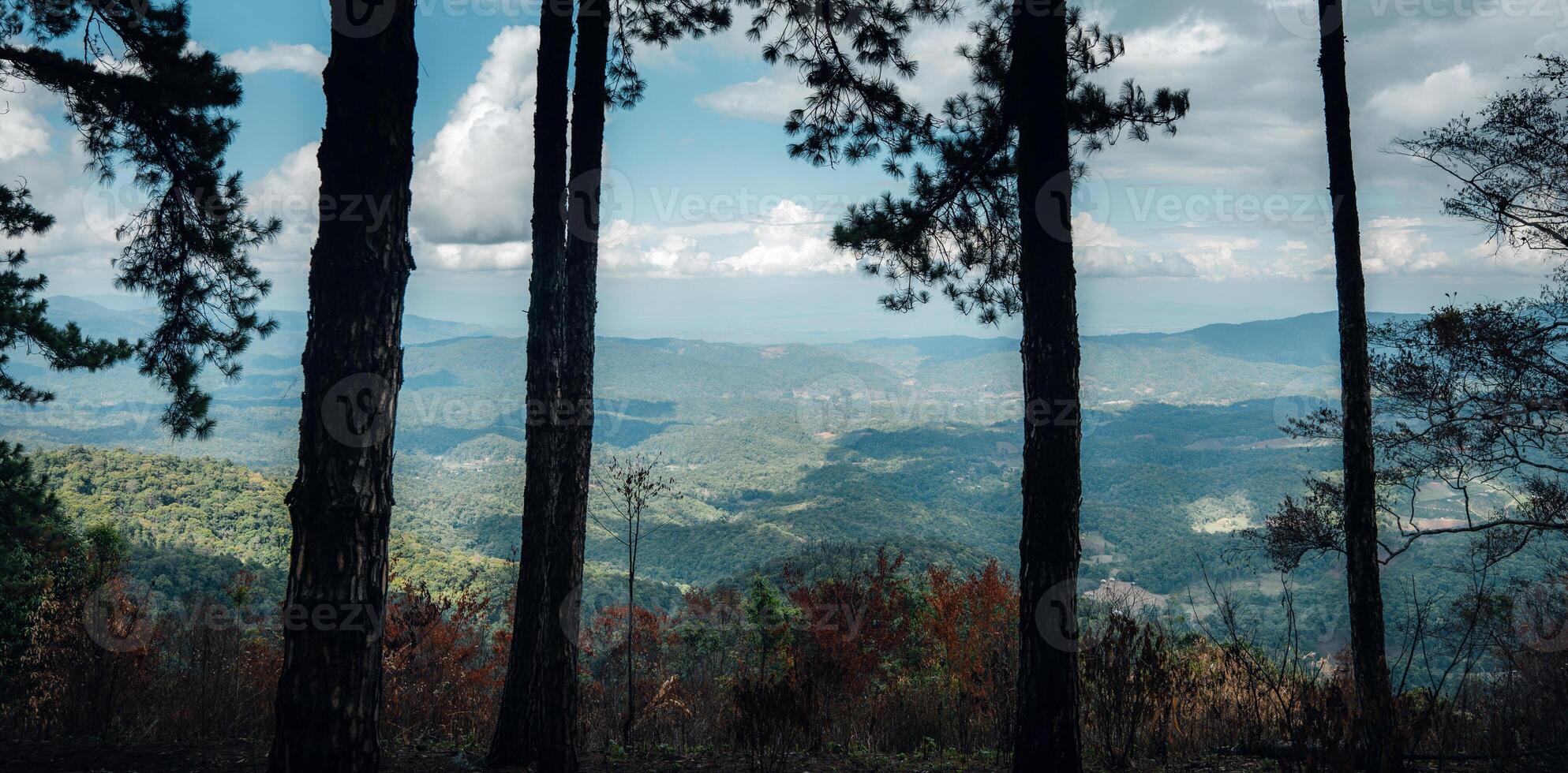 View of landscape and pine forests in nature photo