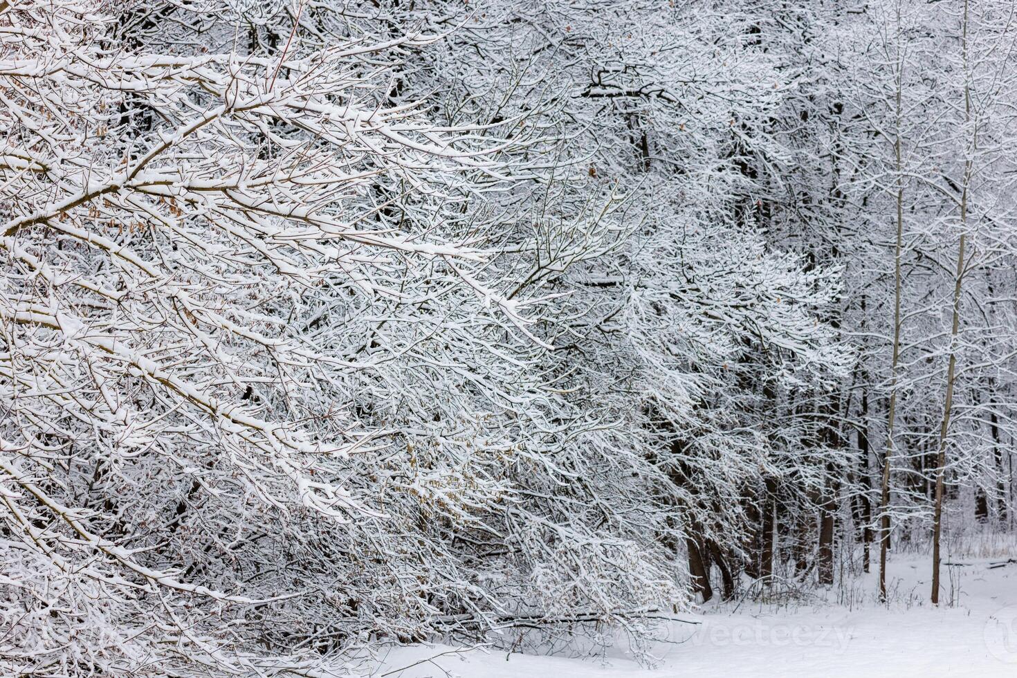 Snow covers the tree, creating a winter wonderland background photo