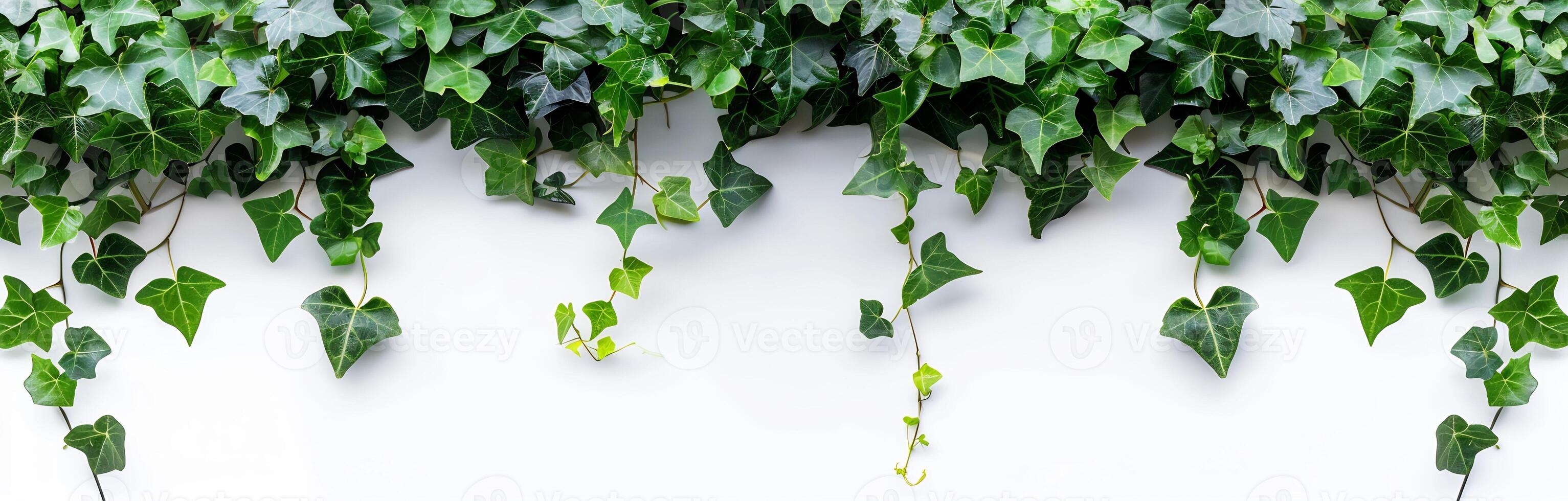 Green plants ivy on white background , nature patterns of climbing vine photo