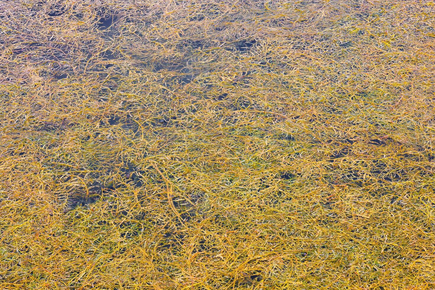 Dense floating curled pondweed potamogeton crispus on pond surface at sunny day photo