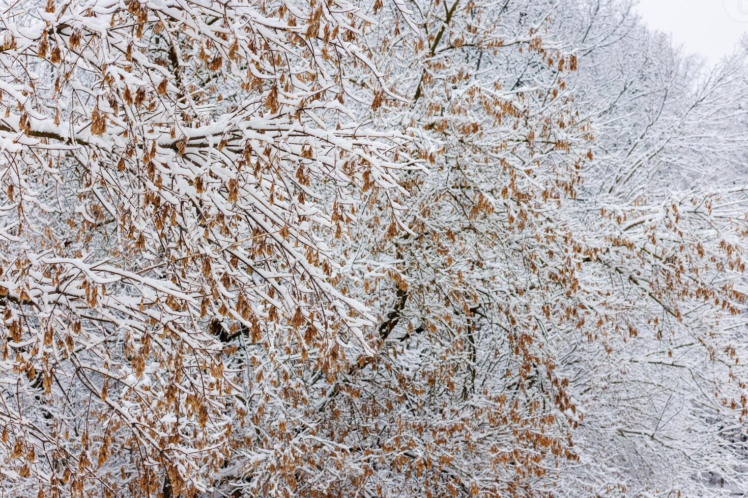 Snow covers the tree, creating a winter wonderland background photo