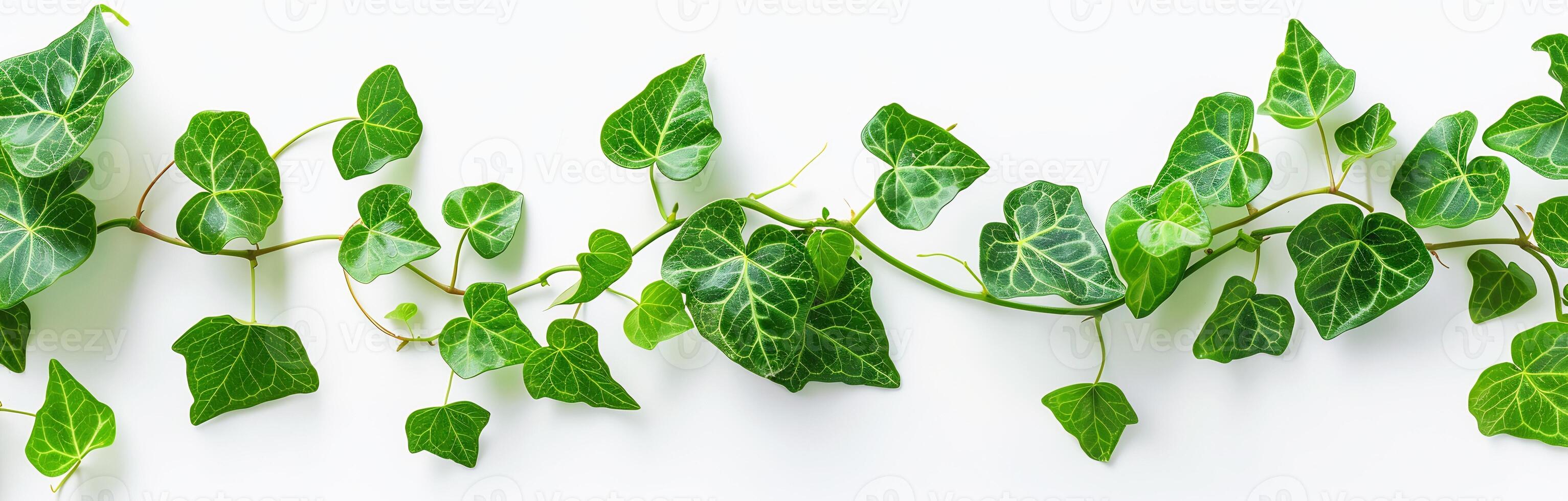 Green plants ivy on white background , nature patterns of climbing vine photo