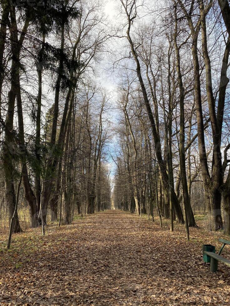 Panoramic view of the alleys in the Gorki Leninskiye Museum-Reserve in autumn photo