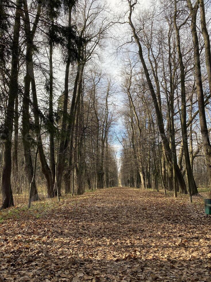 Panoramic view of the alleys in the Gorki Leninskiye Museum-Reserve in autumn photo