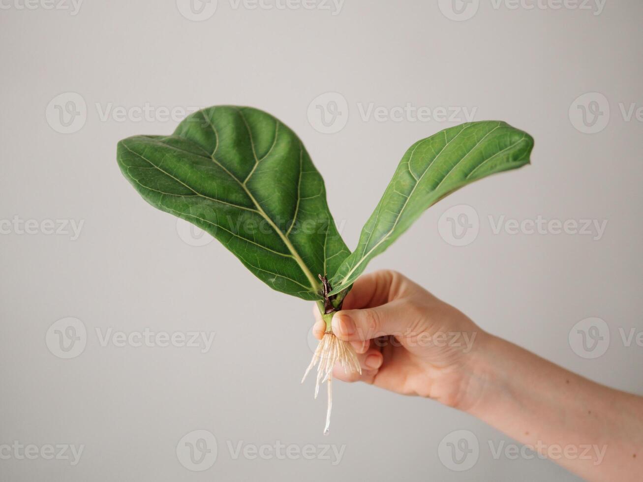 Rooted cutting of fiddle leaf fig or ficus lyrata photo