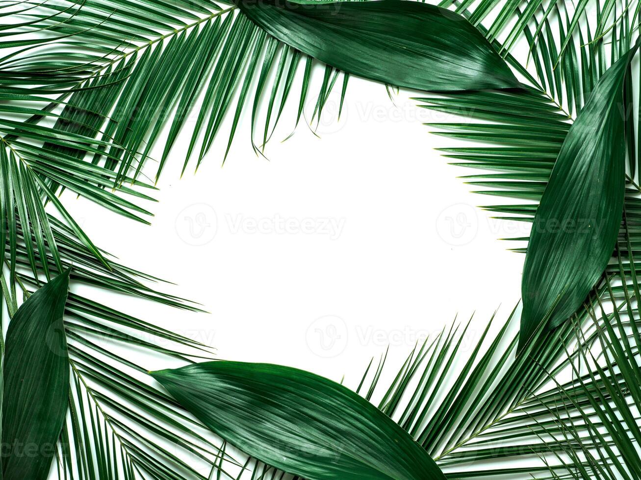 Tropical leaves isolated, copy space photo