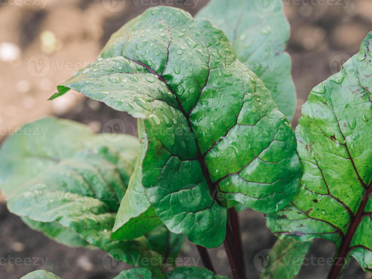 Organic Beet or chard leaves in Garden photo