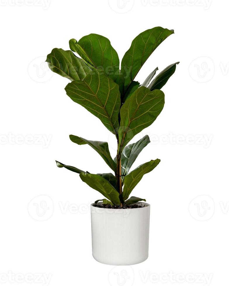 Ficus lyrata or fiddle leaf fig tree isolated photo