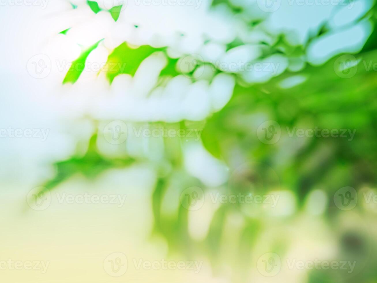 Tropical summer background with palm leaves photo