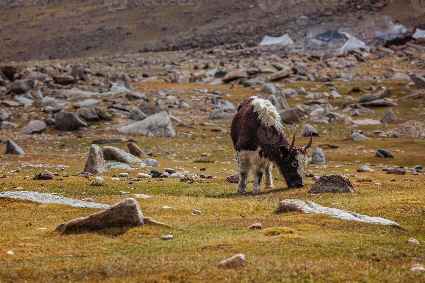 Yak grazing in Himalayas photo
