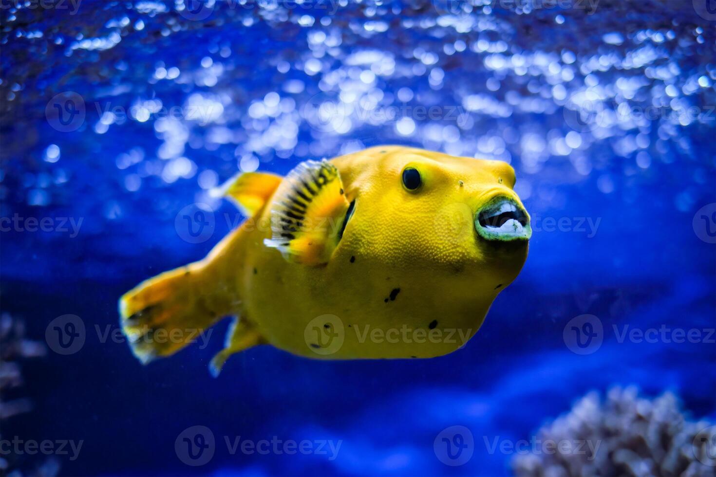Yellow golden puffer guineafowl puffer fish underwater photo
