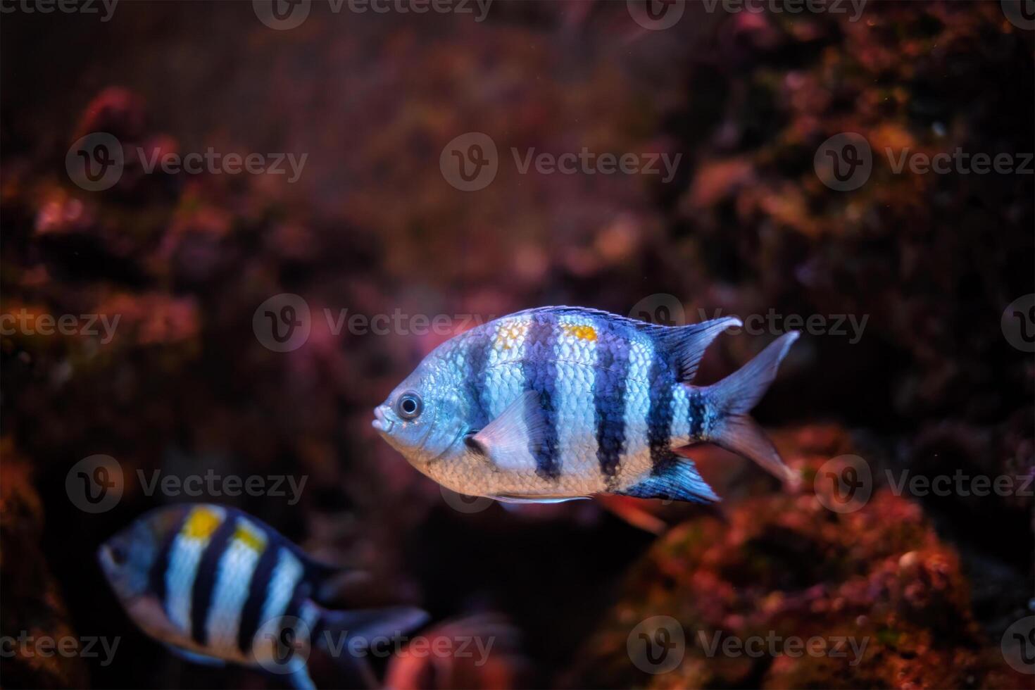 Indo-Pacific sergeant Abudefduf vaigiensis fish photo