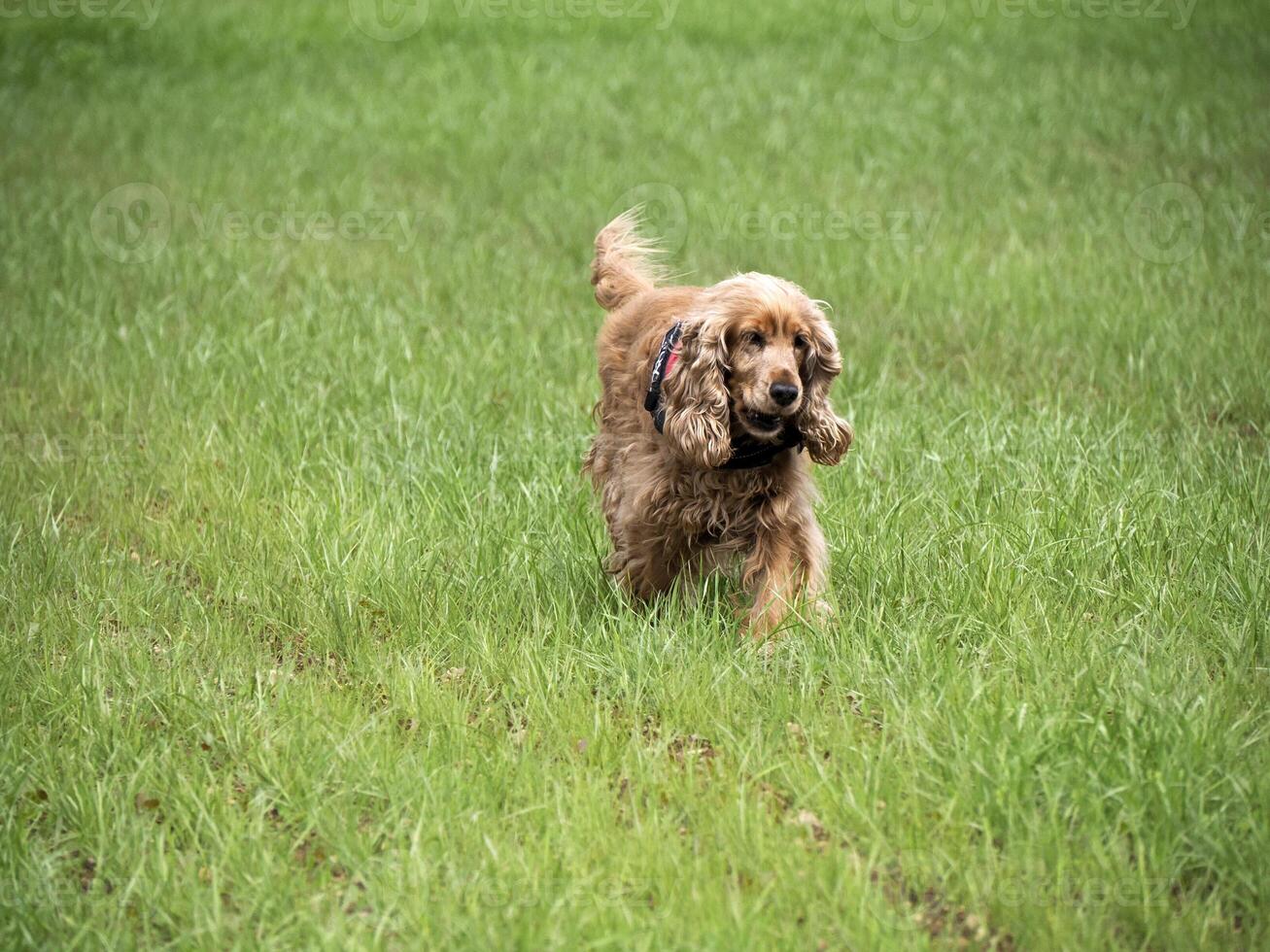 cocker spaniel dog playing in the green grass photo