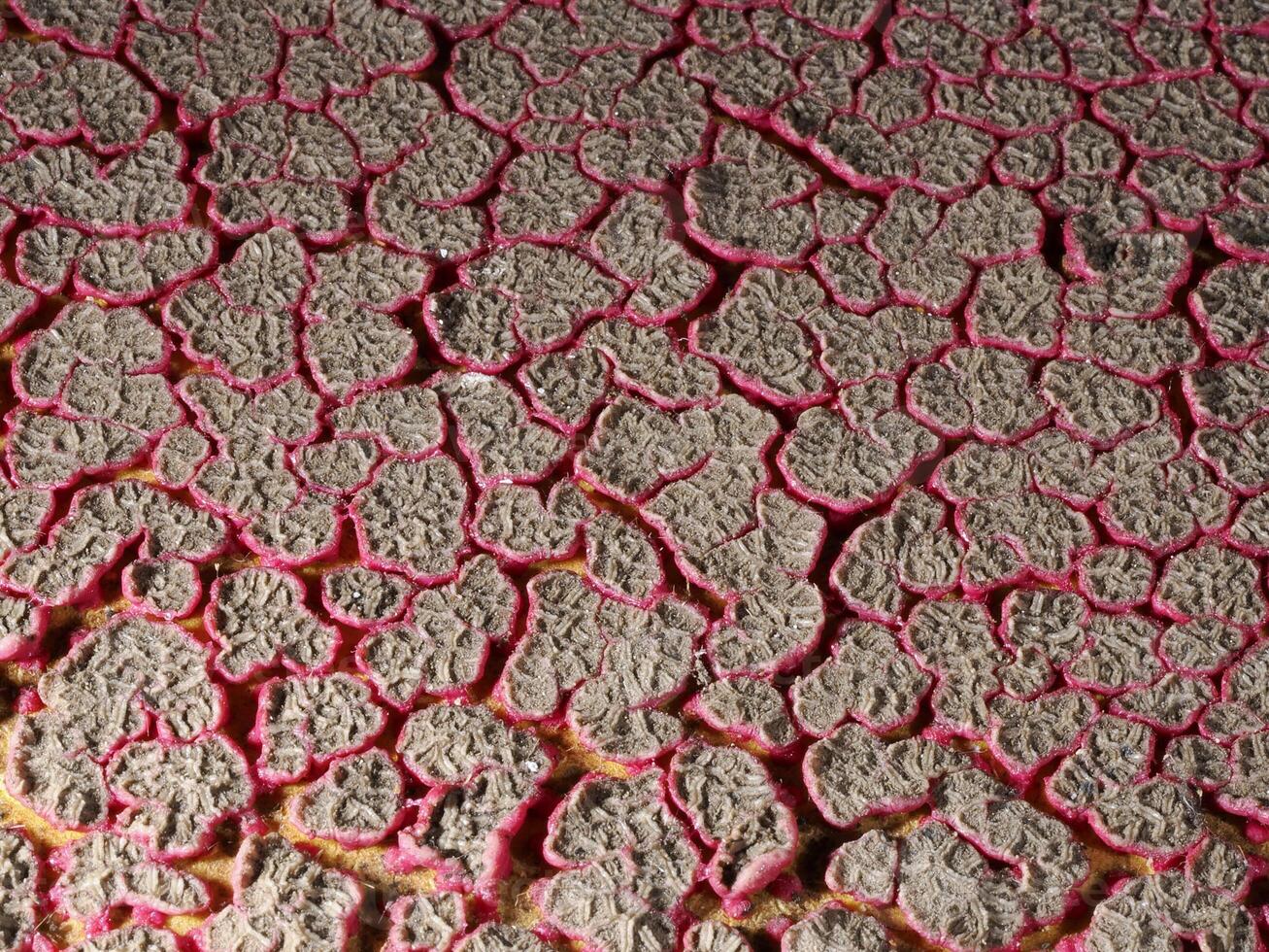 Ping pong racket red rubber cracked by heat photo