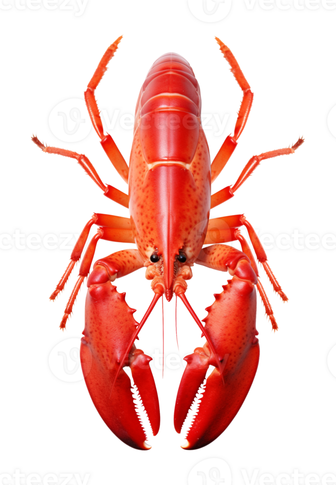 Lobster Isolated on Transparent Background png